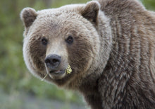 Afbeelding in Gallery-weergave laden, Yukon &amp; Alaska Magazine
